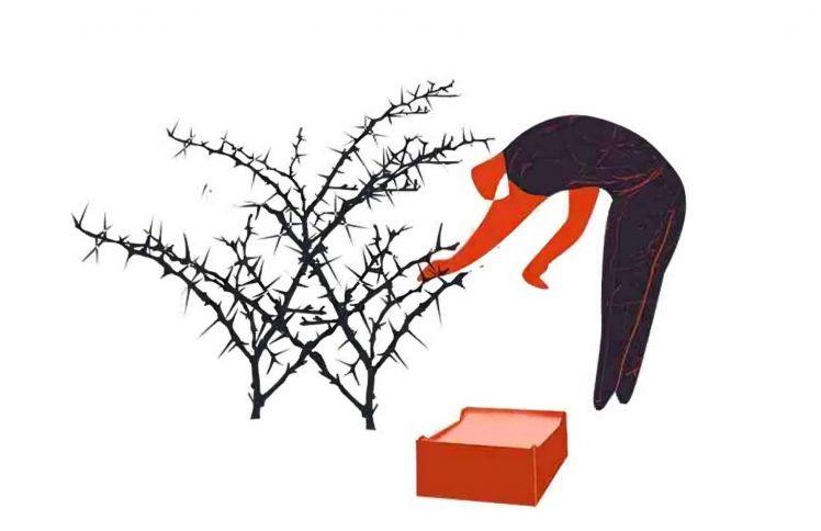 你是否也曾幻想能从荆棘中收取葡萄？