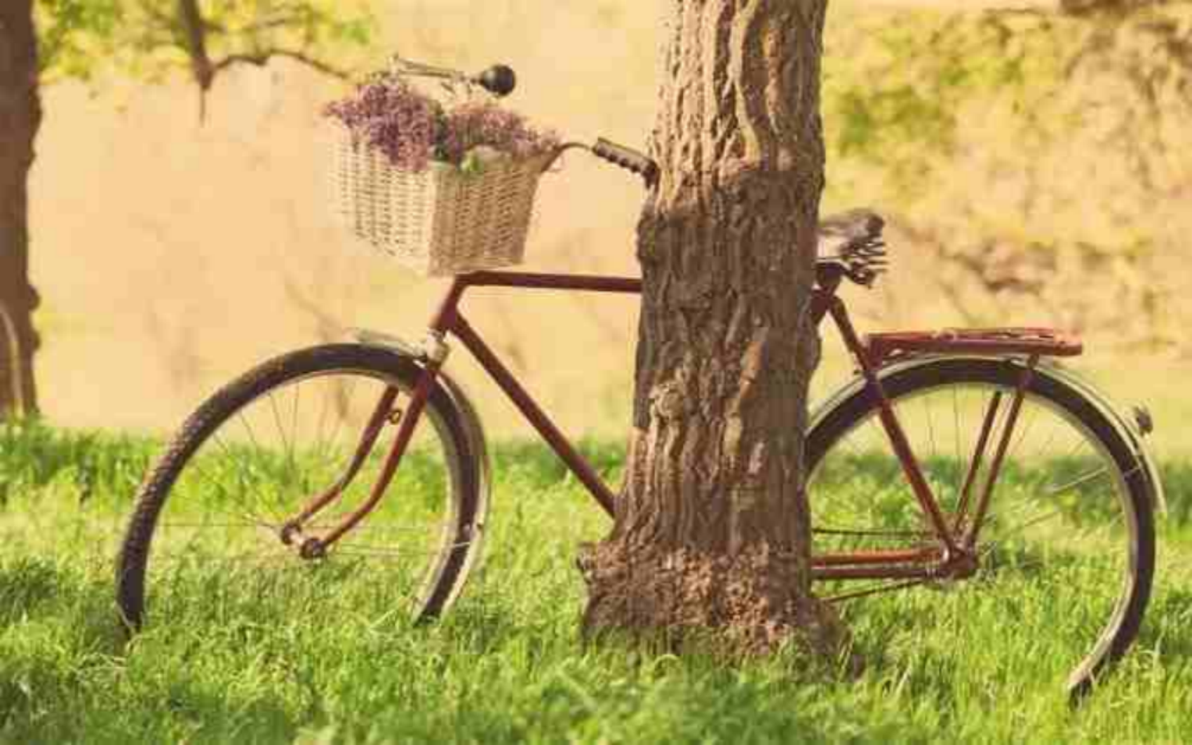 在高手如云的校园，软弱不是一件坏事