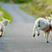 从回家放羊，到成为女博士