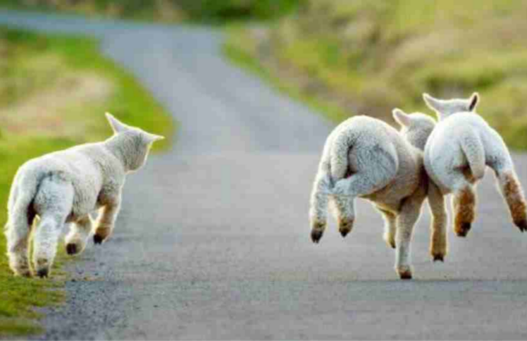 从回家放羊，到成为女博士