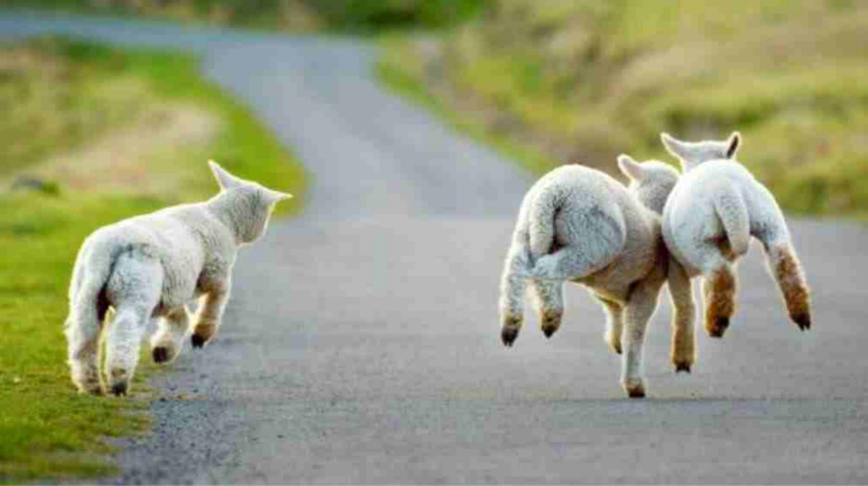 从回家放羊，到成为女博士