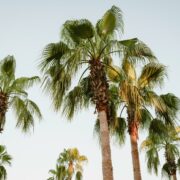 这个暑假，学琴当如郎朗、教子当如郎爸？