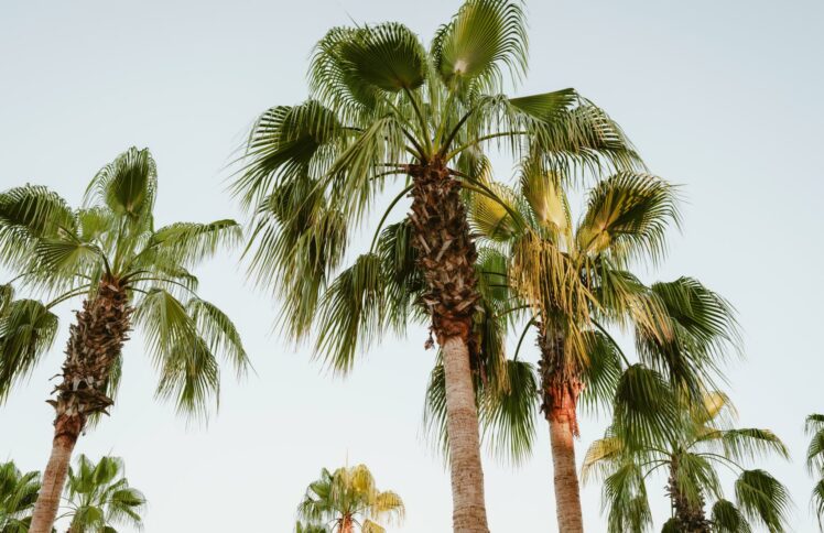 这个暑假，学琴当如郎朗、教子当如郎爸？