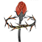 原创绘本丨荆棘苏酷生命中的三种露珠