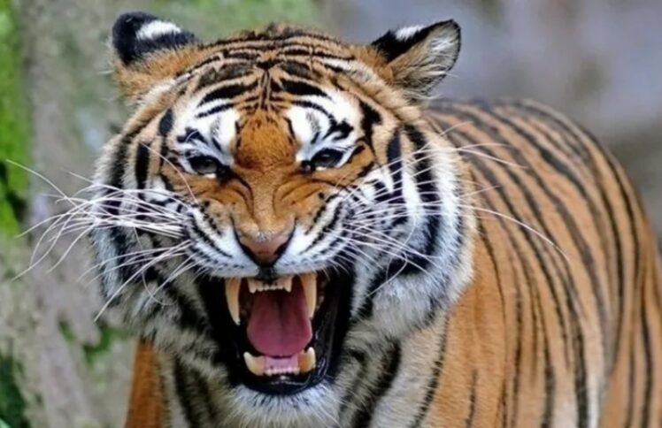 从虎口被替代下来的女儿