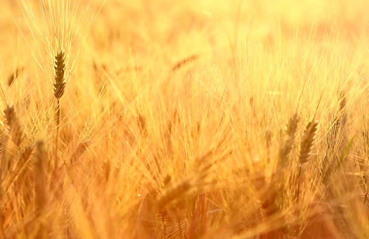 “一粒麦子”的25年 ——为病人祷告的医生钟爱华