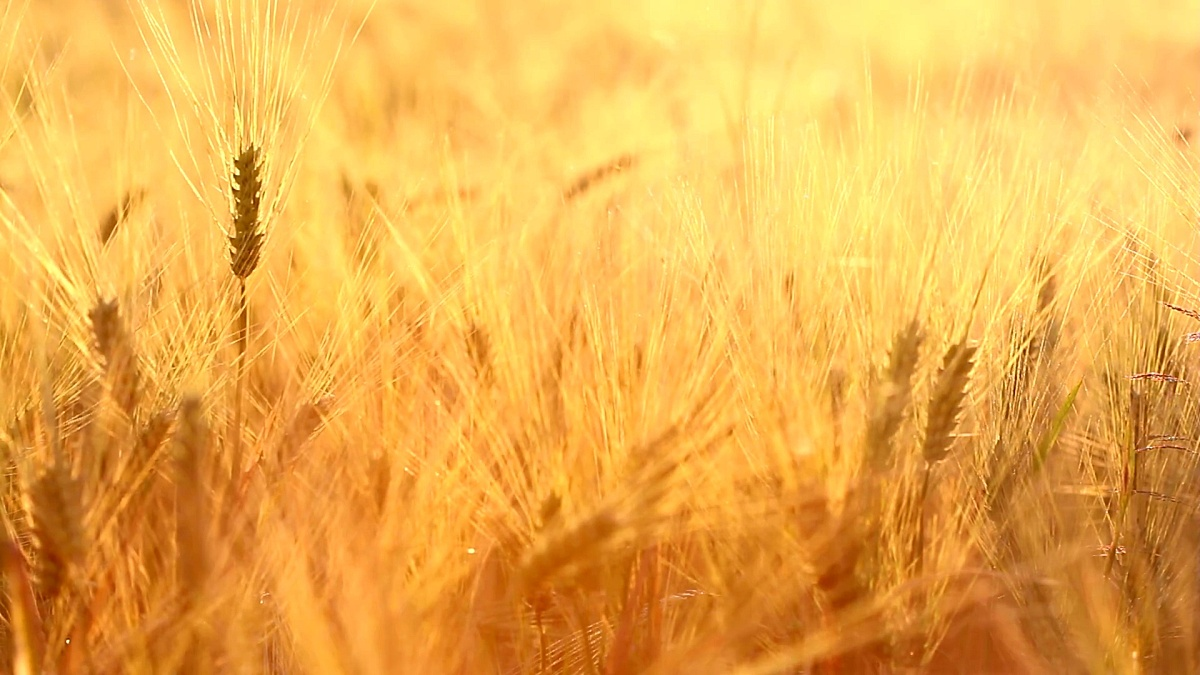 “一粒麦子”的25年 ——为病人祷告的医生钟爱华