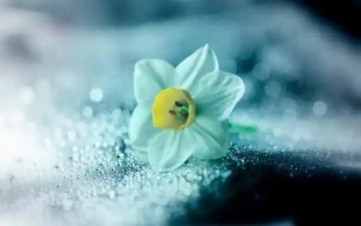 爱总是与悲伤结伴同行