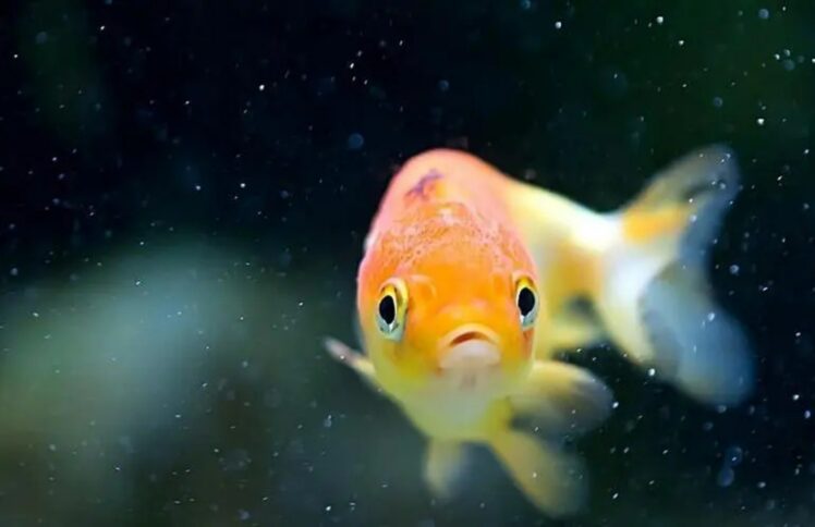 我的金鱼都对我怒目而视，怎么办？——读路卡杜新书《卸下重担》