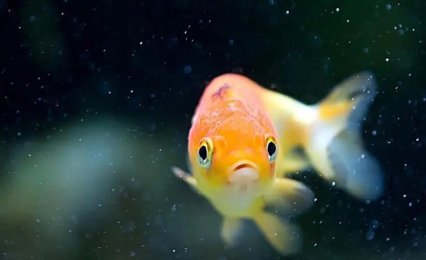 我的金鱼都对我怒目而视，怎么办？——读路卡杜新书《卸下重担》