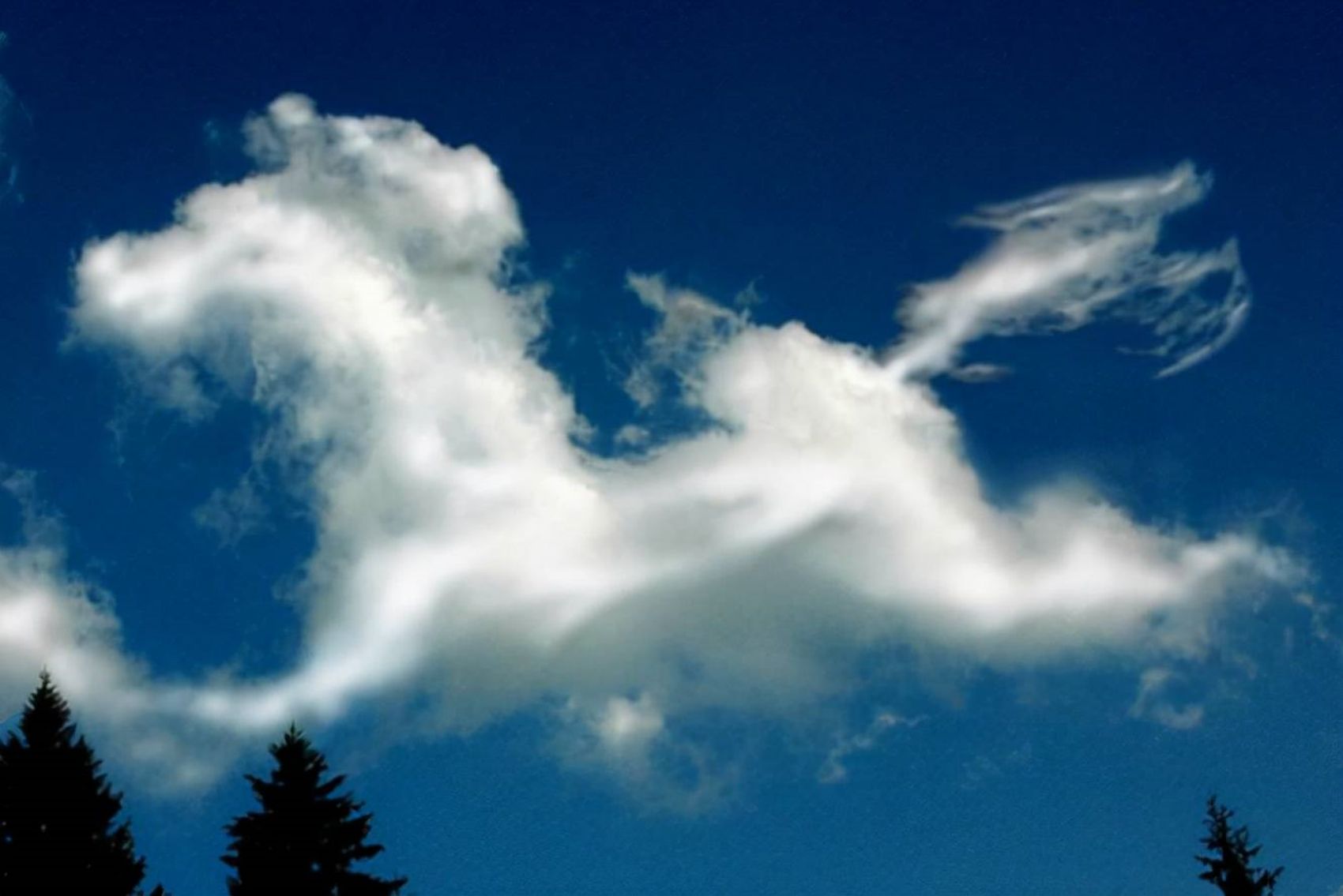 杨教授的网络CEO淘金梦碎之后