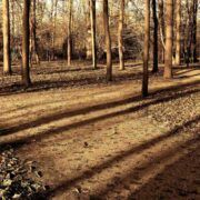 “大体老师”也值得被尊重——观《那个静默的阳光午后》