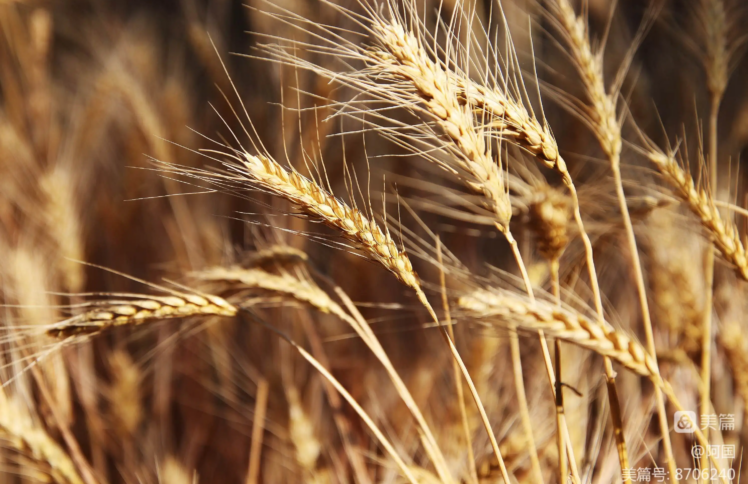 “一美元”医生法耶：我希望像战士一样死在战场上