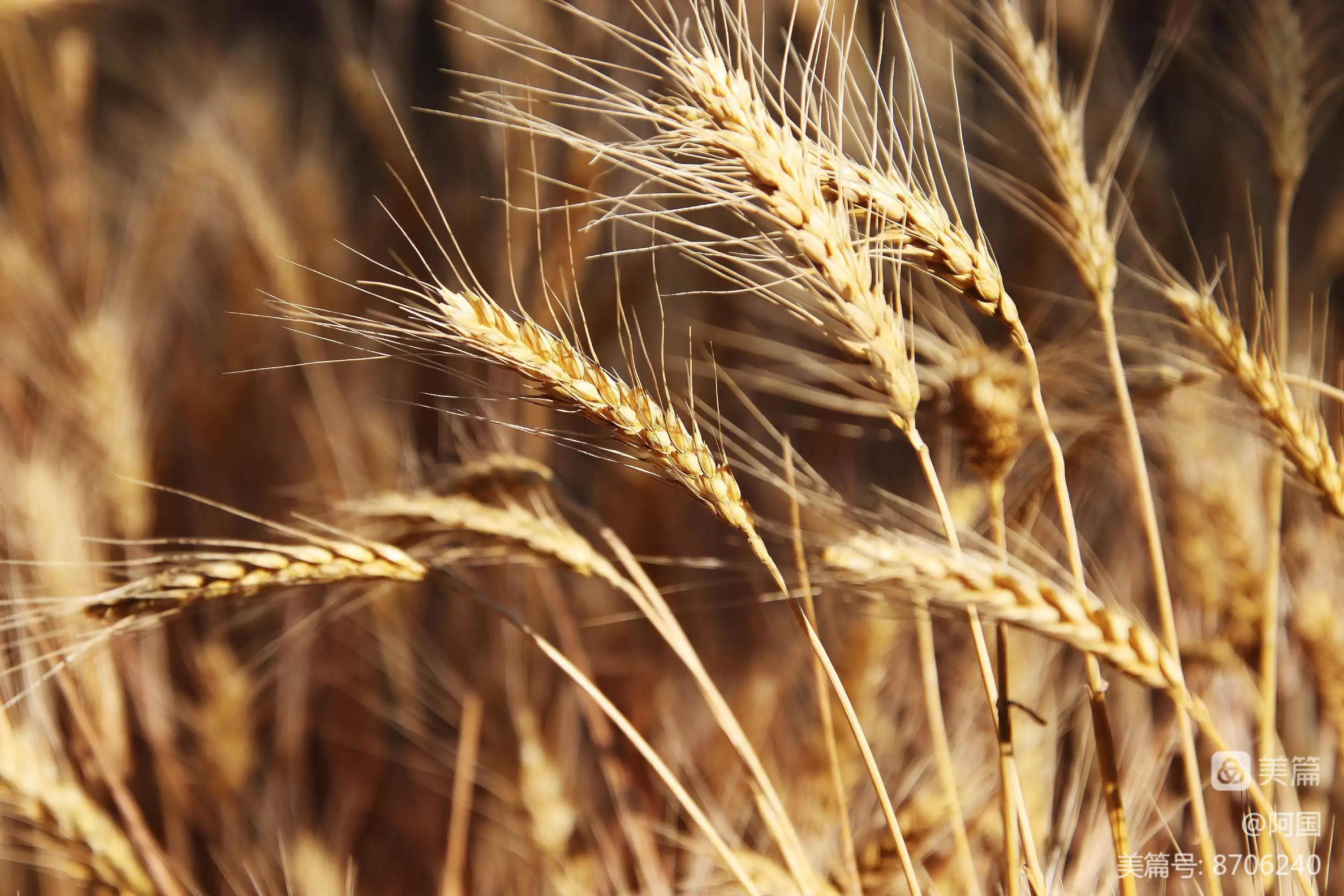 “一美元”医生法耶：我希望像战士一样死在战场上