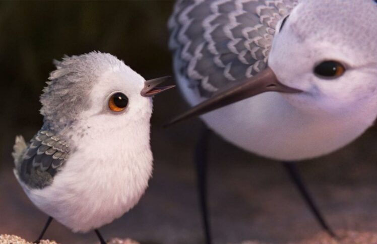 爱我，你就放开我——从奥斯卡最佳动画短片《鹬》说起