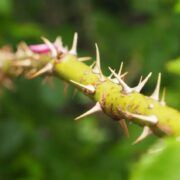 焚而不毁的荆棘（仅音频）