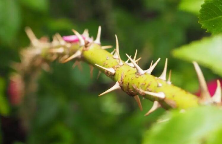 焚而不毁的荆棘（仅音频）