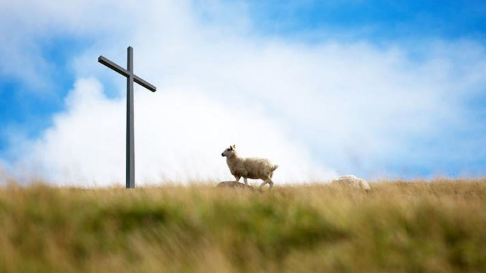谁说“属羊命不好”？
