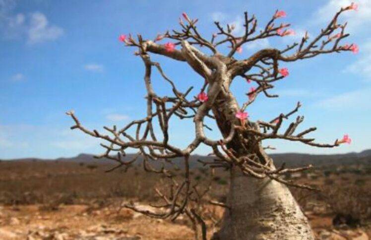 我像一棵枯干的树开了花|拔出抑郁症的毒根