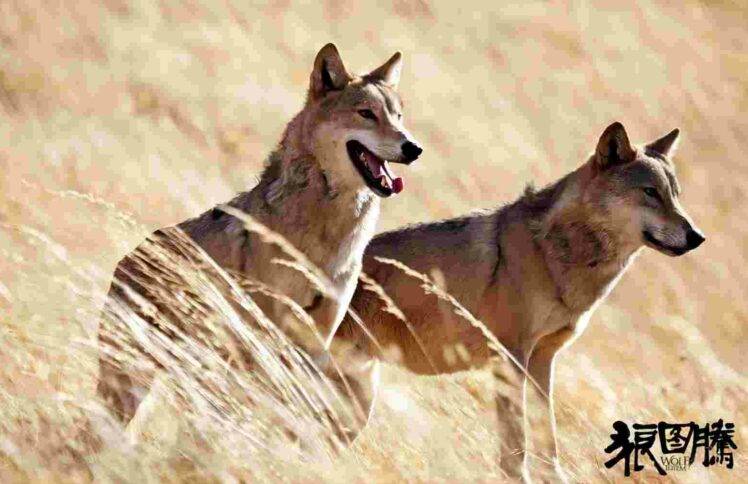 自然的狼，掌控的人 ——观电影《狼图腾》后感