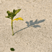 胡长老：天国的奥秘之“撒种的比喻”（马太福音13：1-9）（仅音频）