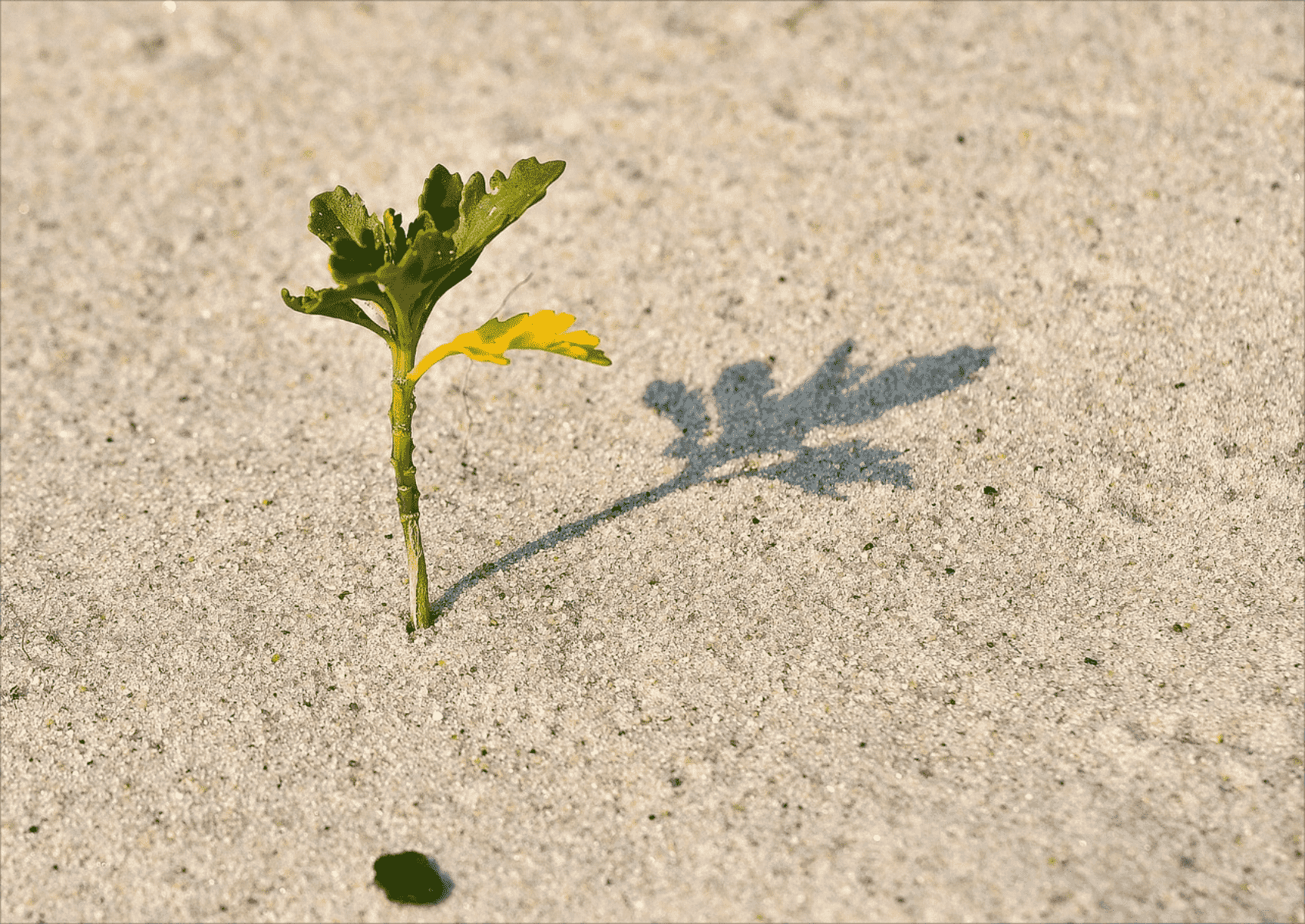 胡长老：天国的奥秘之“撒种的比喻”（马太福音13：1-9）（仅音频）