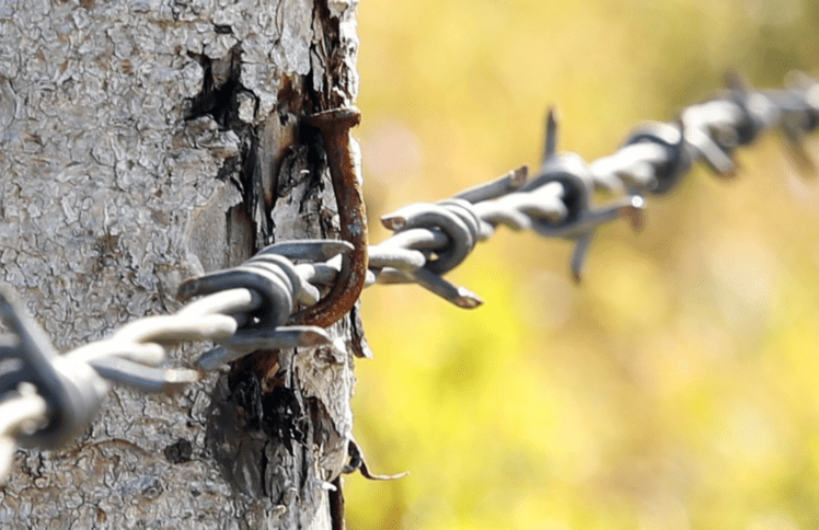 铁丝网中的爱：二战拘留营里的日裔美国人