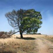 胡长老：生命与死亡（仅音频）