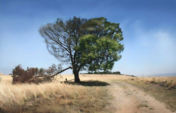 胡长老：生命与死亡（仅音频）