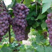 胡长老：内在生活的智慧（仅音频）